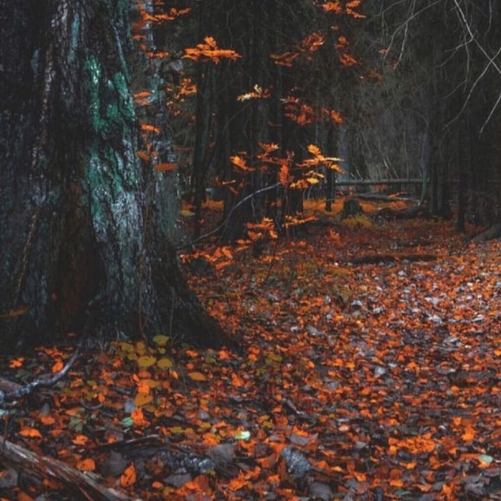 Fall Finds